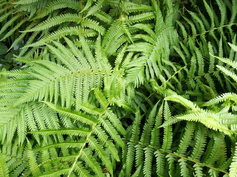 Wilder Farn, Frauenfarn oder Athyrium filix-femina an einem schattigen Platz in einem Garten in Oerlinghausen bei Bielefeld am Hermannsweg im Teutoburger Wald in Ostwestfalen-Lippe