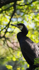 kormoran auf einem baum