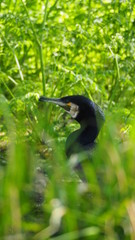 kormoran kopf