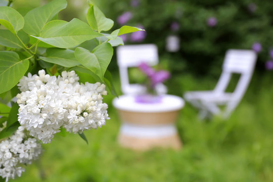 Beautiful lilac flowers on blurred background