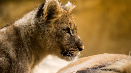 Junger l&ouml;we portrait kopf