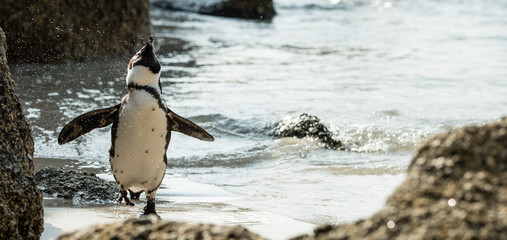 Fototapeta premium Colony of African Penguins (lat. Spheniscus Demersus) at Boulders Beach in Simonstown