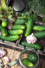 Fresh cucumbers for pickling