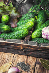 Fresh cucumbers for pickling