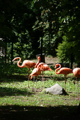 Rosa Flamingos  / Rosa Flamingos stehen am Rand eines Gewässers auf einer grünen Wiese im Sonnenlicht.