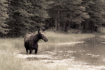 Moose