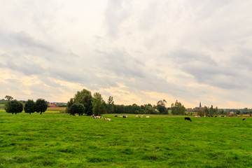 Fototapeta na wymiar Cattle grazing in a grassland, small town in the background. Kortenaken, Flanders, Belgium