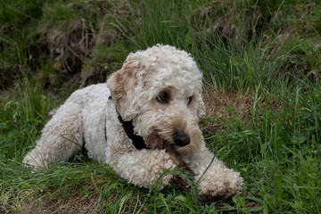 Hundeblick