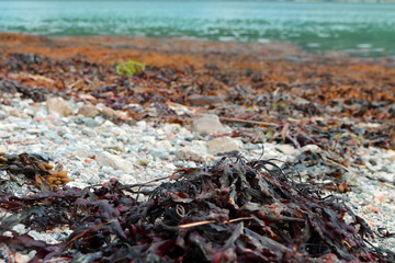 Seaweed on rocky shore