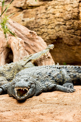  two crocodiles showing their mouth open