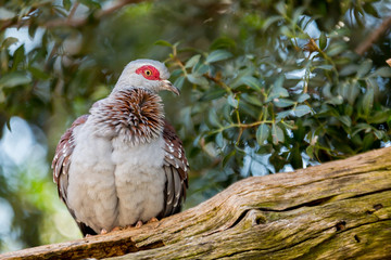 Lovely Columba guinea in a tree