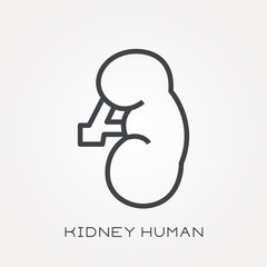 Line icon kidney human