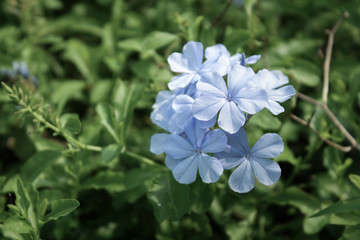 white flower in the garden. close up nature.