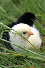 Cute Little Chicken.