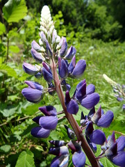 Blooming lupine, (Lupinus polyphyllus), Blue and purple lupine flowers blooming on spring 