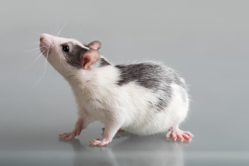 portrait of baby rat closeup