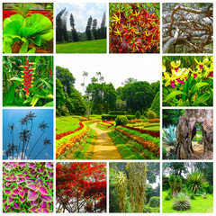 Royal Botanical garden Peradeniya. Sri Lanka