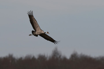 Common crane (Grus grus)