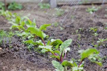 Waterring a beet beds.Agriculture consept