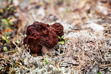 Gyromitra (junkie) vulgaris grows in the forest