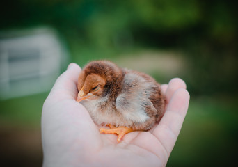 A small brown chick in a man's hand. Great plan.
