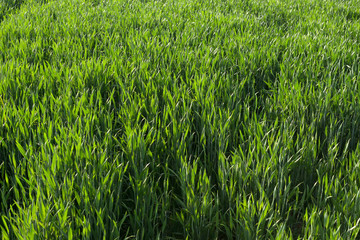 Corn field in the setting sun