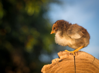 Little brown chicken on a stump. Great plan.