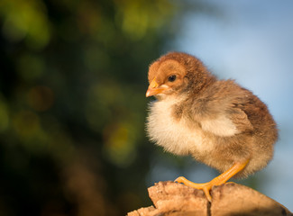 Little brown chicken on a stump. Great plan.