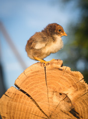 Little brown chicken on a stump. Great plan.