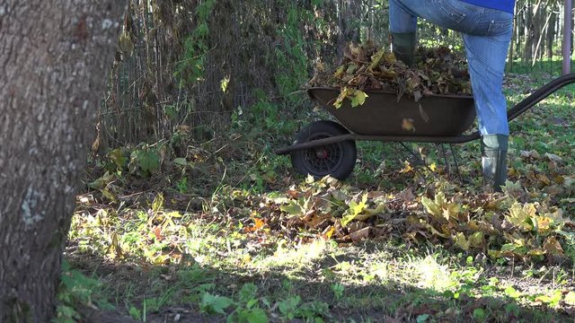 worker gather dru autumn leaves on old barrow in garden. 4K