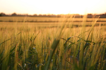 wheat field