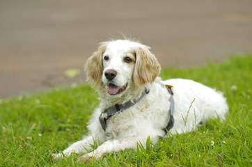 perro en parque