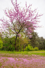 Naklejka premium Spring colors in a wood