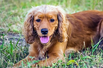 Cute red dog english cocker spaniel lying on the green grass at sunner day