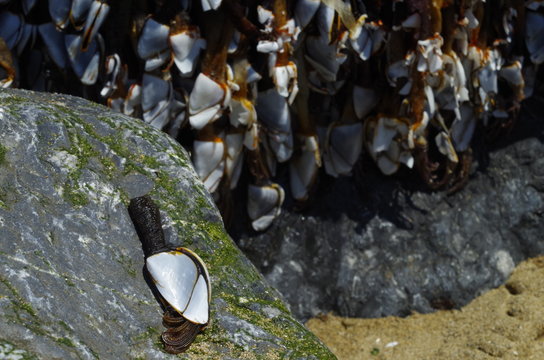 percebes en roca