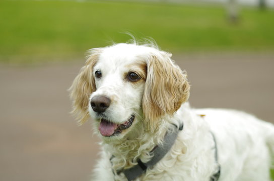 perro de orejas ca&iacute;das en parque