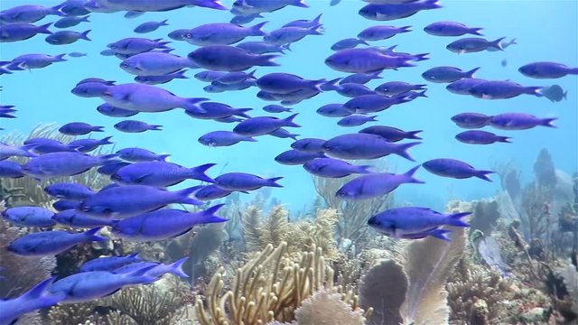 School of blue fish floating on the coral reef