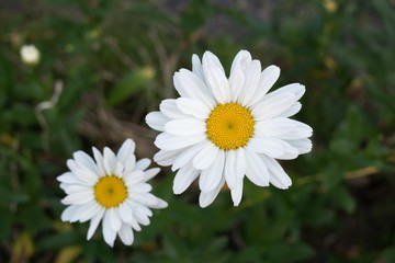 Obraz premium Daisy flower. Slovakia