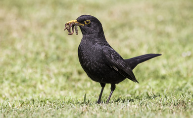Amsel mit Insekten im Schnabel