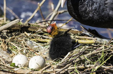 Teichhuhn mit Jungem im Nest
