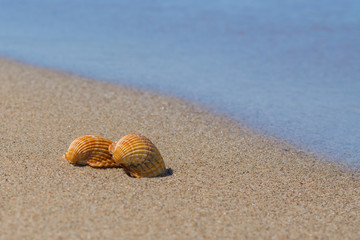 Idylle am Strand mit Muschel und Sand am Wasser