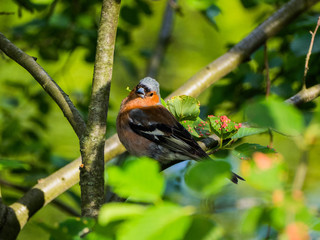 Cute summer warbler