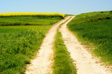 Rural landscape with rape flowers