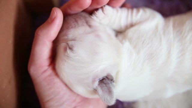 Sleeping newborn puppy golden retriever