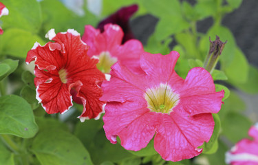 Colorful petunia flowers  blooming in the garden