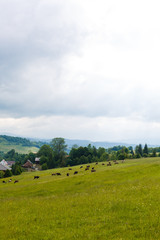 Fototapeta na wymiar few cows grazing on hillside meadow. fence on rural fields near the forest. beautiful countryside summer landscape