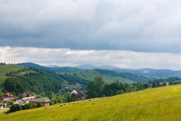 Obraz premium few cows grazing on hillside meadow. fence on rural fields near the forest. beautiful countryside summer landscape