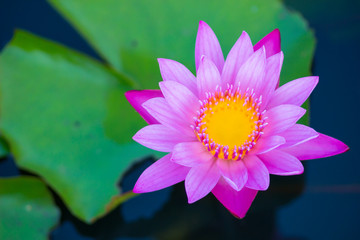 A very beautiful blossom lotus flower or water lily in pond, focus on flower.