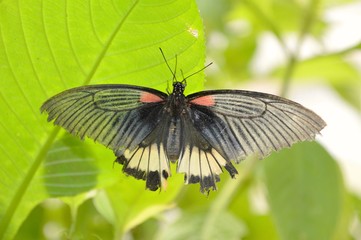 Beautiful butterflie © trinket