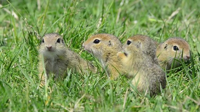 European Ground Squirrel in natural habitat